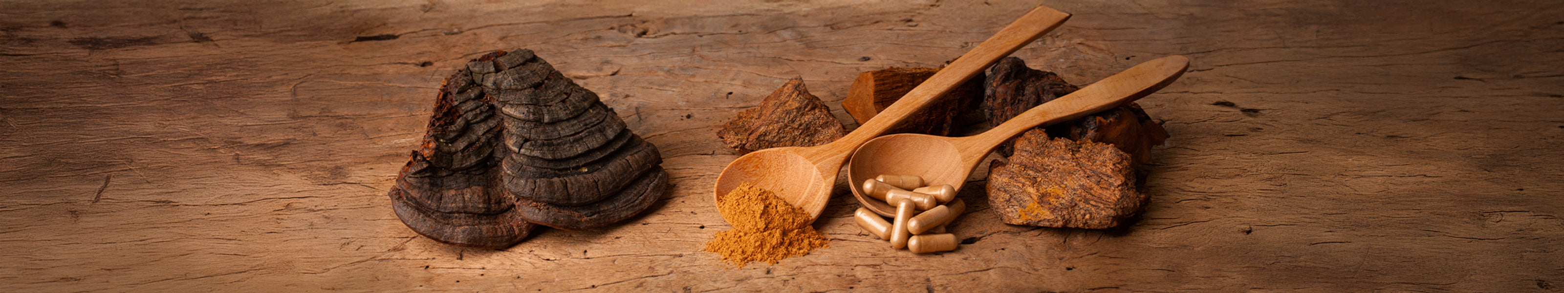 Vitalpilz Chaga