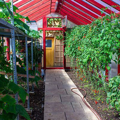 Ansicht des Gewächshauses mit Tomaten bei HAWLIK