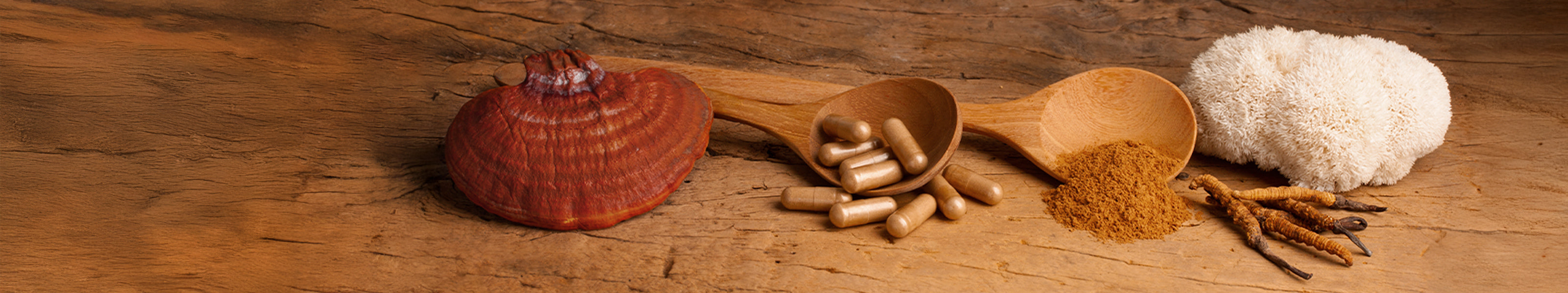 Vitalpilze von HAWLIK