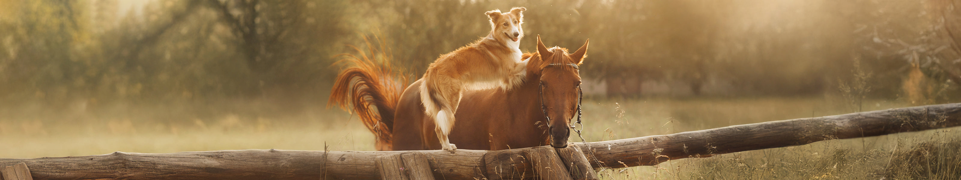 Prder und Hund auf der Weide