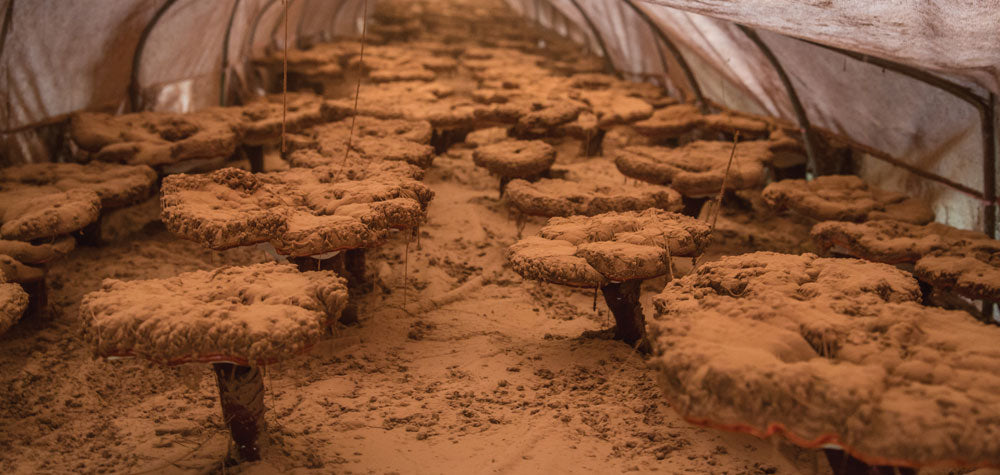 Reishi wachsen auf einer Farm