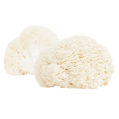 Hericium