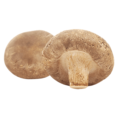 Shiitake