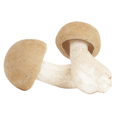 Agaricus