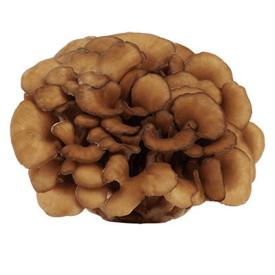 Maitake