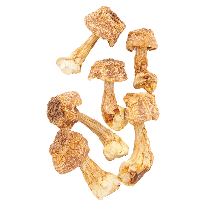 HAWLIK Agaricus getocknete Pilze