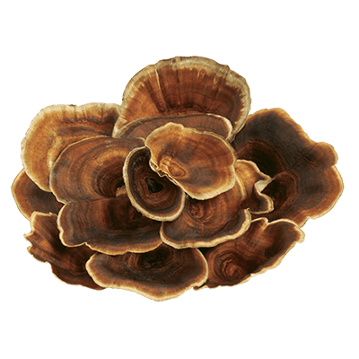 Vitalpilz Reishi