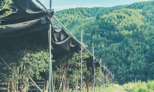 Farm in unberührter Natur für Pilzanbau+