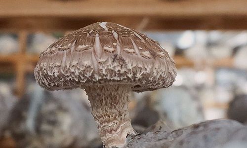 Wissen PIlz in der Nahaufnahme