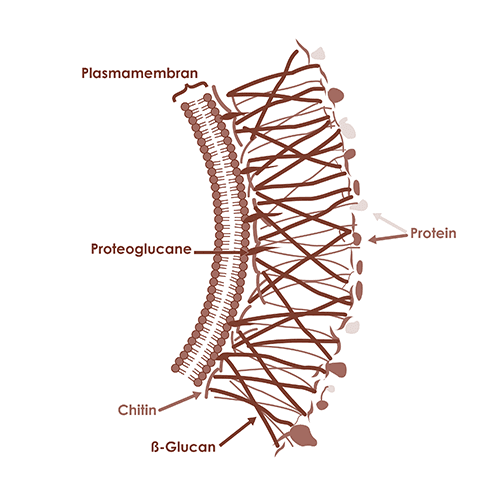 Extraktion und Charakterisierung zellwandgebundener Polysaccharide aus Pilzen