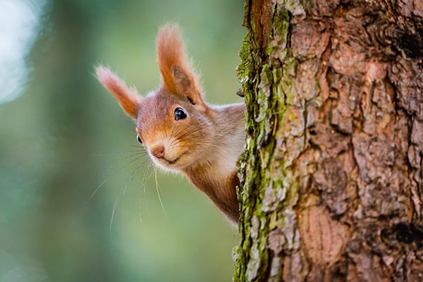 Auch Eichhörnchen sorgen im Herbst für sich vor