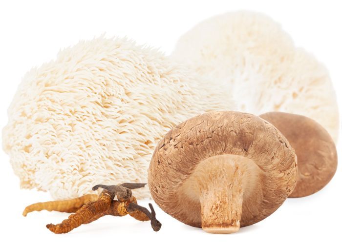 Vitalpilz Hericium, Cordyceps, Shiitake