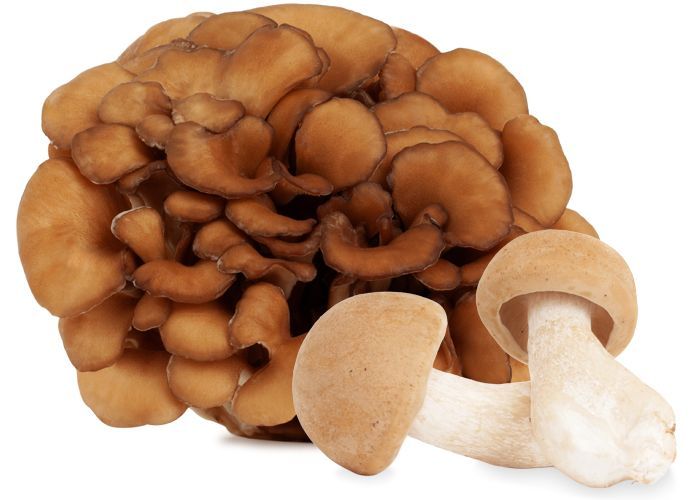 Vitalpilz Maitake und Agaricus