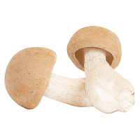 Vitalpilz ABM, Agaricus blazei Murrill, Agaricus subrufescens, Agaricus, Mandelpilz