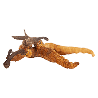 Vitalpilz Cordyceps sinensis, Raupenpilz