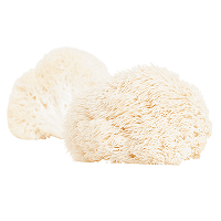 Vitalpilz Affenkopfpilz, Hericium, Hericium erinaceus, Pom Pom, Igelstachelbart