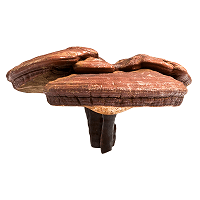 Mykopedia Ganoderma Lucidum