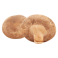 Vitalpilz Eichenpilz, Shiitake, Lentinula edodes, Tongku